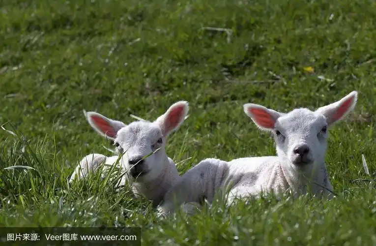 羔羊的耳朵