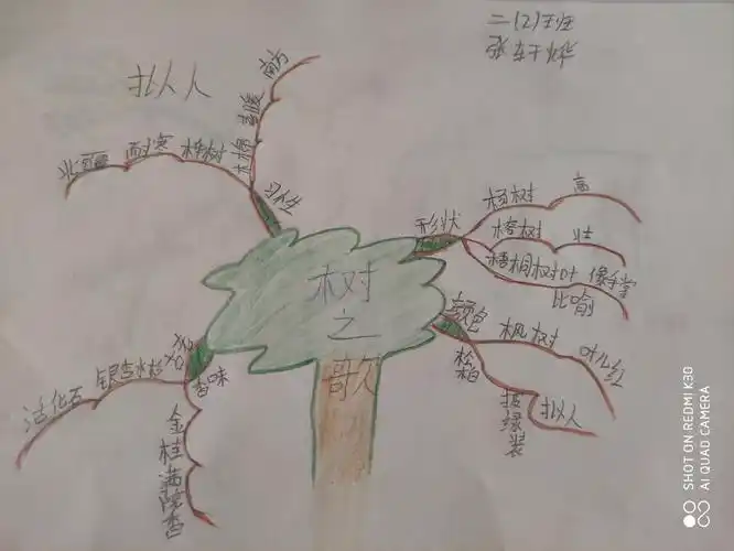 附小二二班《树之歌》思维导图作业