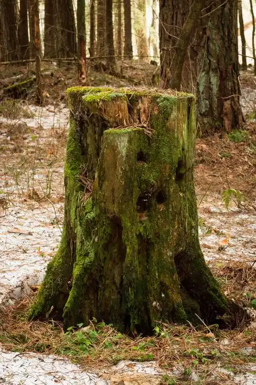 老木树桩与绿色青苔