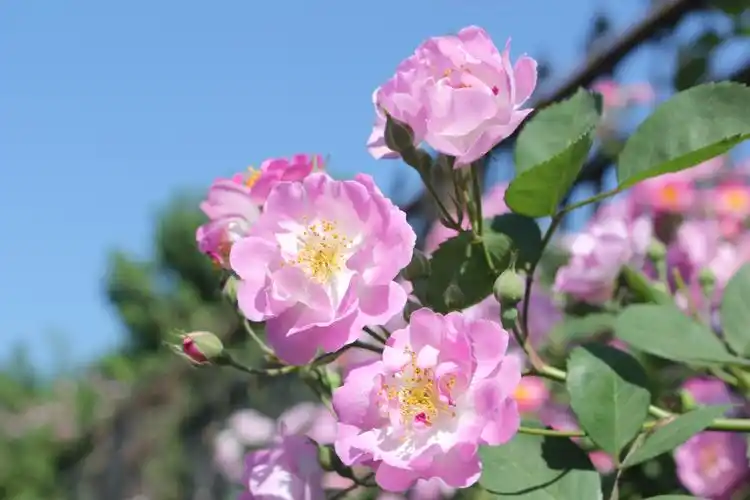 美爆了,平顶山湛北路的蔷薇花墙引无数市民拍照