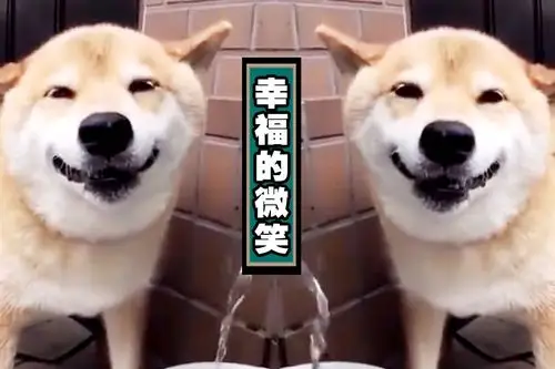 还记得那只喝水都会微笑的柴犬吗?曾经用笑容治愈了多少人!