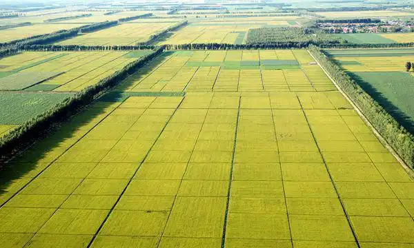 黑龙江农垦绥滨农场的诞生