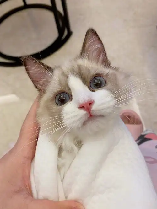 布偶猫画眼线真的会显眼睛大