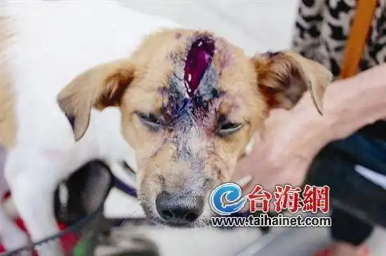 漳州男与女儿吵架 无辜小狗头遭刀劈被缝50多针