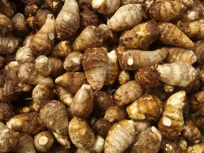 出口级毛芋头 专业出口中东 新.