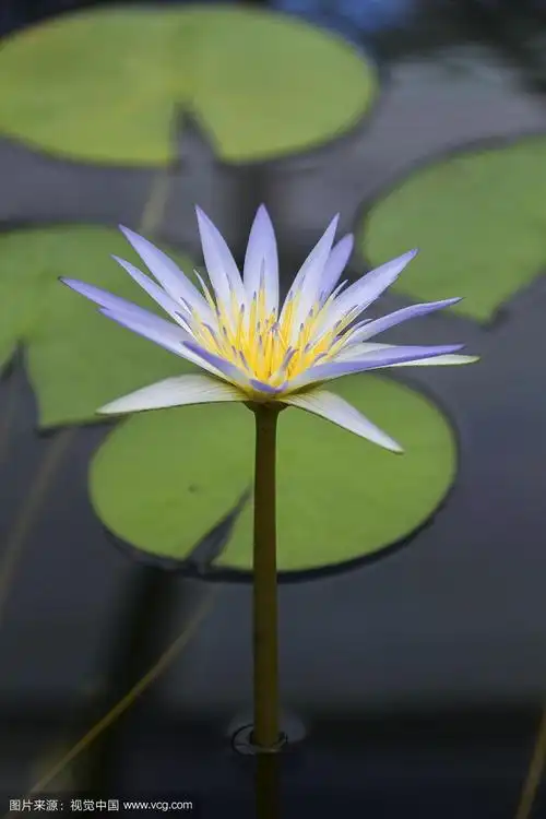 埃及蓝莲花(nymphaea caerulea)