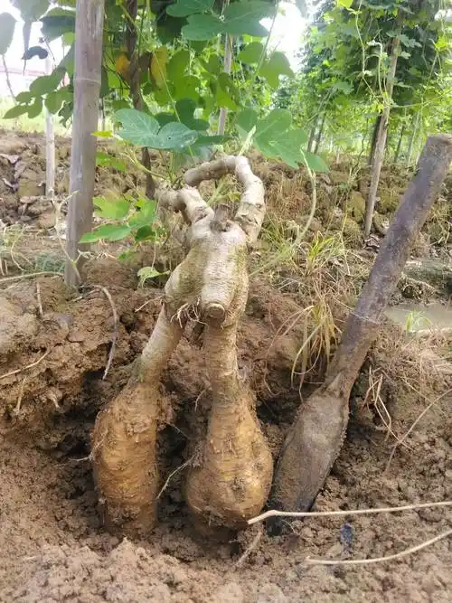 葛根,葛根的功效与作用(降低血/冠状动脉硬化/解酒/脂肪肝)_娜娜经验