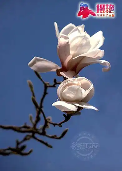 摄艳玉兰花娇艳绽放春意浓