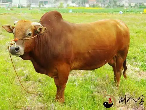 梦见大黄牛在喂草