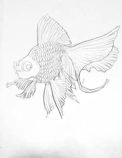 好的一幅白描线稿是工笔画成功的一半,一组高清金鱼白描线稿送给你
