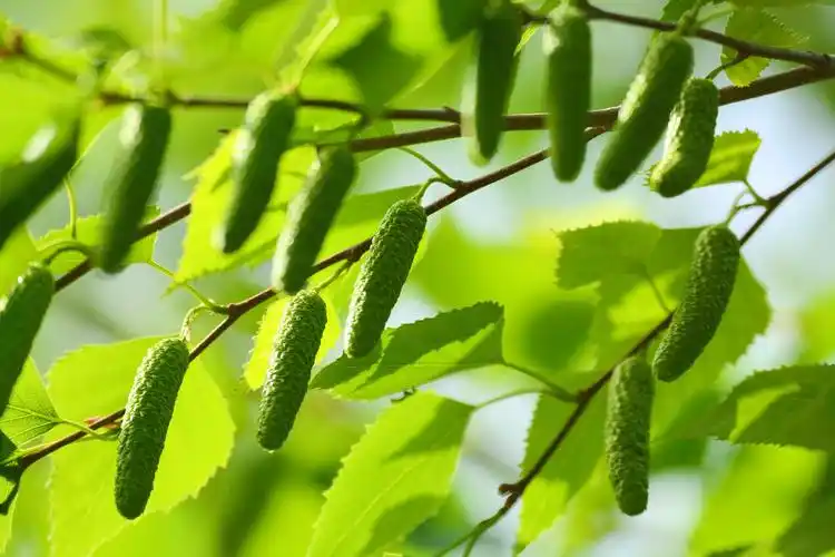 白桦树花穗,原创拍摄_高清图集_新浪网