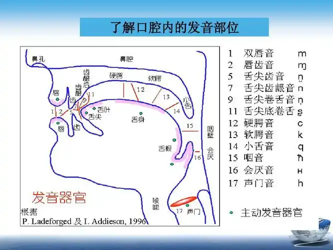 所有分类 工作范文 演讲/主持 晋哥普通话训练(2)ppt 普通话发音基础