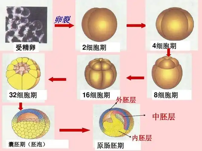 受精卵 4细胞期 2细胞期 32细胞期 16细胞期 外胚层 8细胞期 中胚层