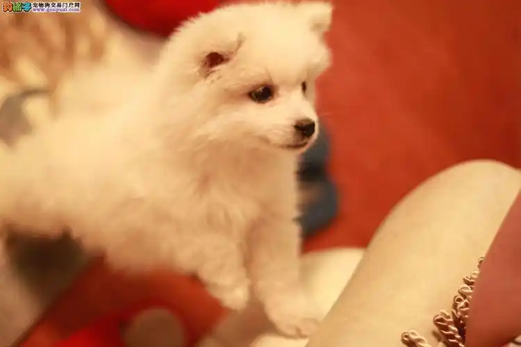 莱芜出售纯种尖嘴银狐犬活泼可爱血统包健康支持上门