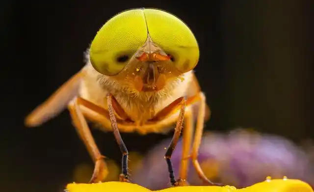 马蝇在中国有吗