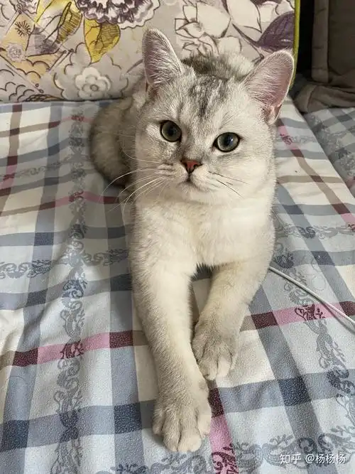 这个银渐层品相如何,多少钱入手合适?