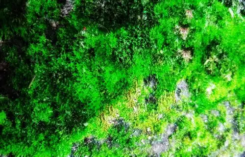 苔花如米也灿烂