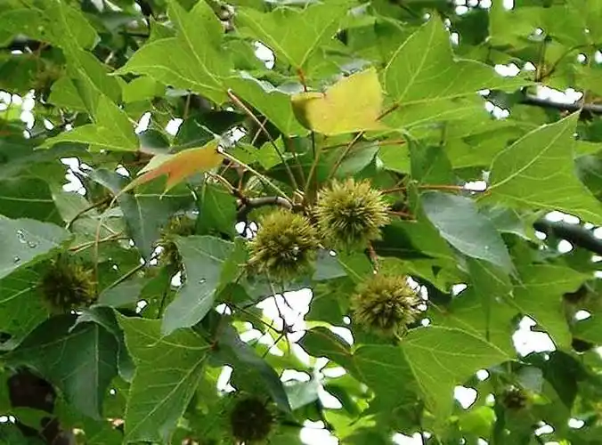 枫香树也叫路路通,它是一种怎样的树种?