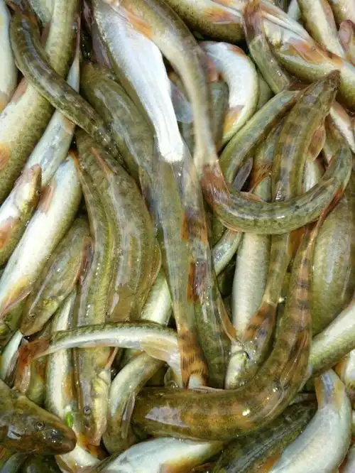 陇南河溪内像泥鳅的是什么鱼