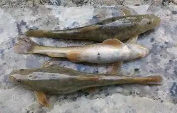 这是啥鱼?像泥鳅一样!_百度知道