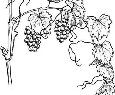 没有葡萄的葡萄藤简笔画 简笔画图片大全-普车都
