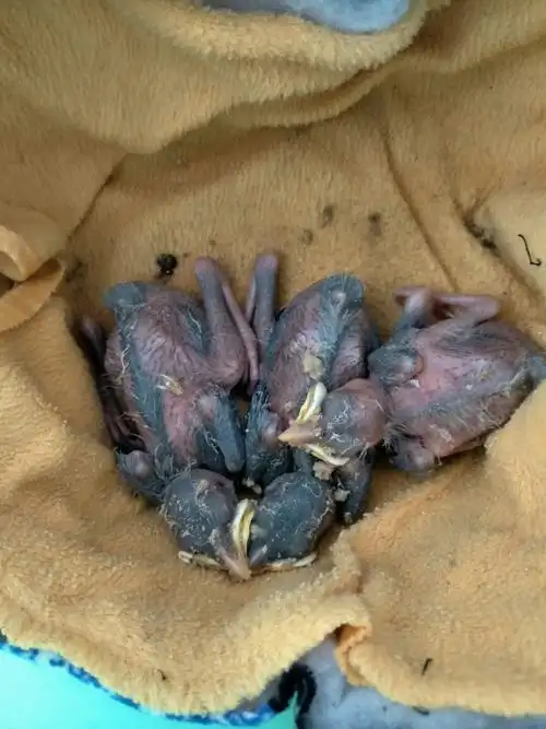 这是什么品种八哥