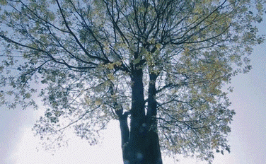 [分享]重庆森林里,她造了座梦中的房子,推开门云雾就飘进家