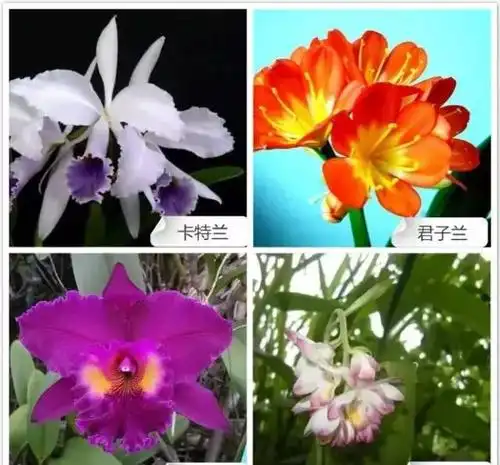 这么多的问题不是一句话就能说明白的,看看这些兰花品种图片,满足