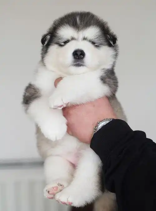 家养阿拉斯加宝宝