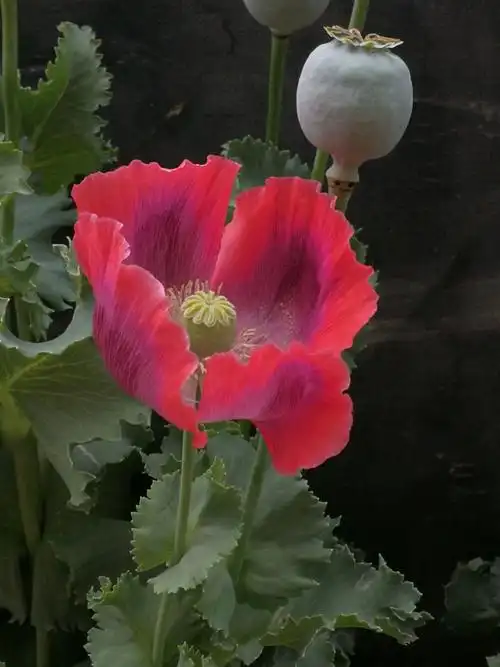 绚烂华美的罂粟科植物