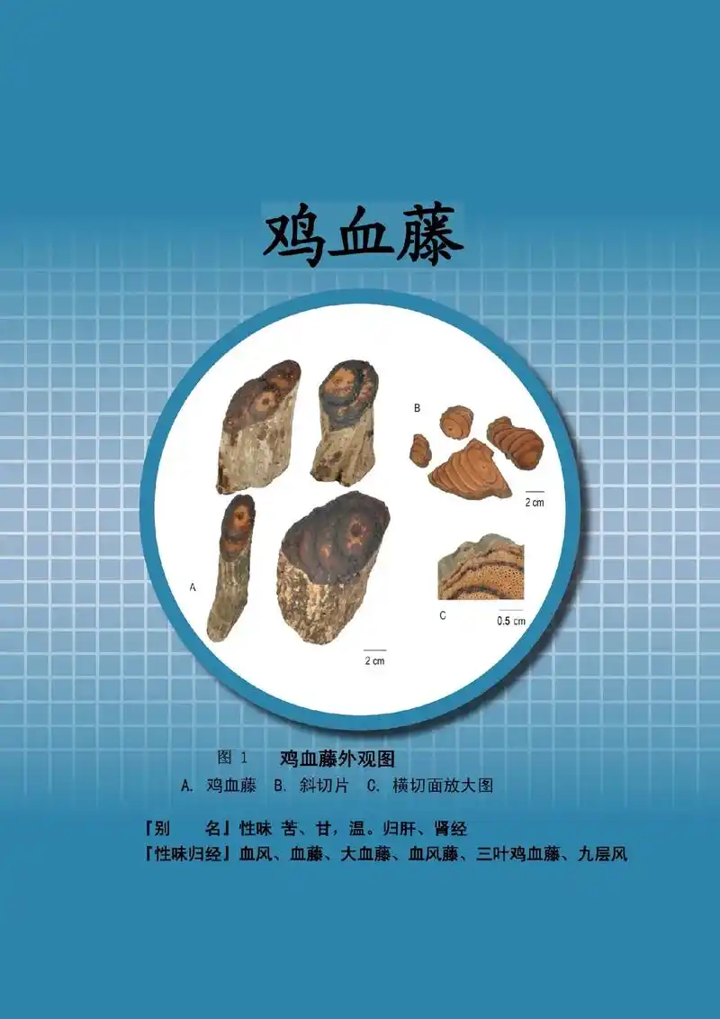 鸡血藤.辨别药材粉末与横切面显微鉴别图谱——#鸡血藤 #显微 - 抖音