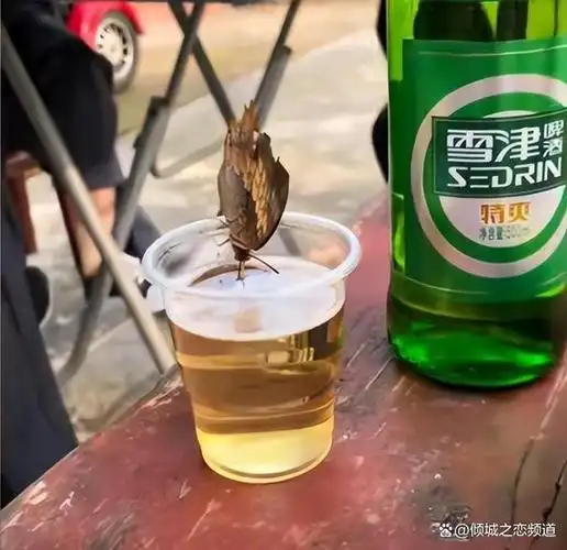 原来酒醉的蝴蝶是真的!婚宴上的不速之客:一只酒醉的蝴蝶