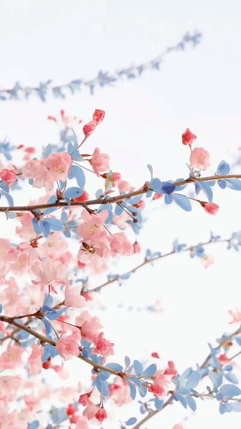 见过花开就好#摄影 #樱花 #好看的花一定要分享给你 #古风 - 抖音