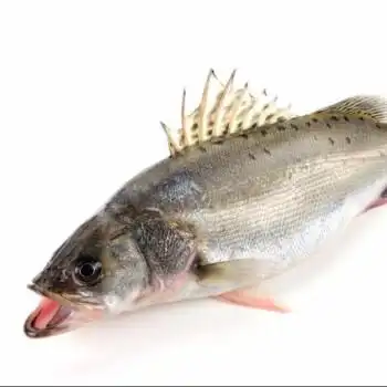 3斤大鲈鱼鲈鱼 海鲈鱼 七星鲈鱼 大鲈鱼 新鲜海鲜 鲜活海鲜 腾旺纳跃