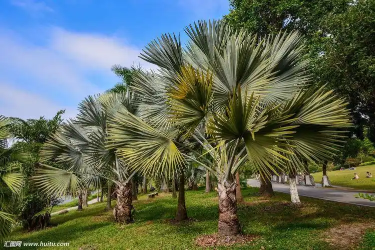 拼音pú kuí别名扇叶葵,葵扇叶来源棕榈科蒲葵属植物蒲葵livistona
