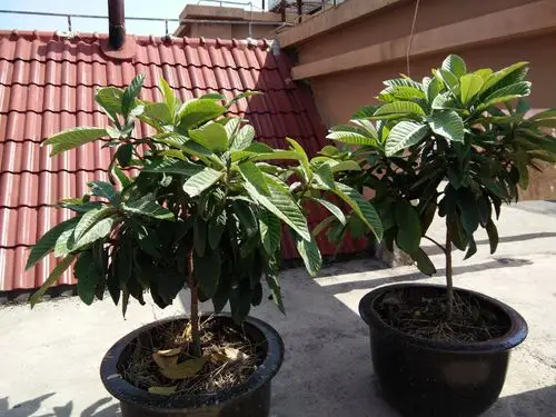 屋顶上的枇杷树