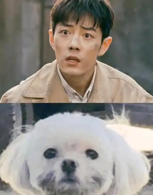 肖战撞脸狗狗表情包这也太萌了可爱又无辜