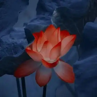 超火的荷花头像72张 中年老年人专用清心荷花精美图片头像