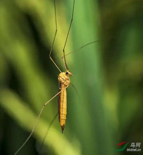 长脚蚊
