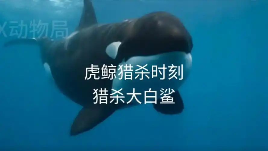 虎鲸猎杀大白鲨名场面海洋霸主的交锋虎鲸力量与智慧令人惊叹