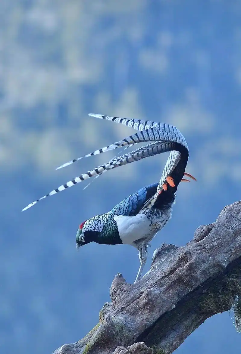 白腹锦鸡. - 云南老君山––鸟叔 - 抖音