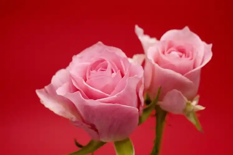 浪漫玫瑰 > || 更新时间:2018-10-17 颜色分 白色 关键词:  玫瑰花