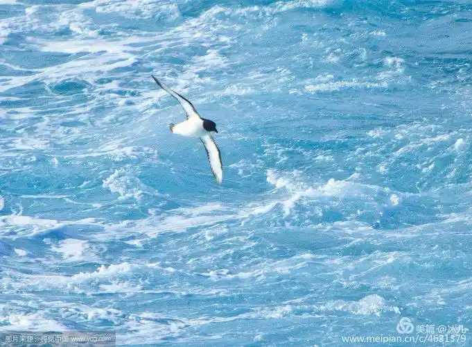 配乐朗诵《海燕》