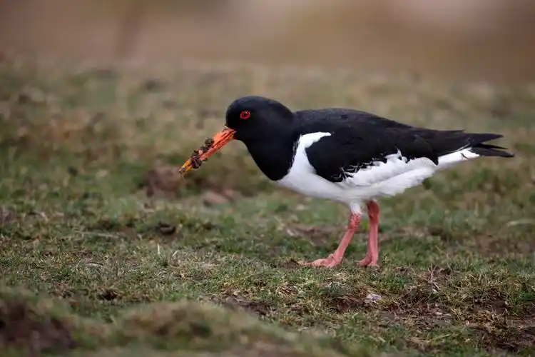 脊椎动物图片_脊椎动物图片大全_全景图片网