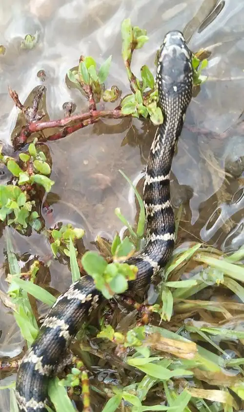 蛇儿孵化季 幼蛇初长成