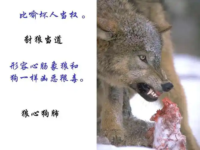 狼心狗肺的意思是什么狼心狗肺成语的含义