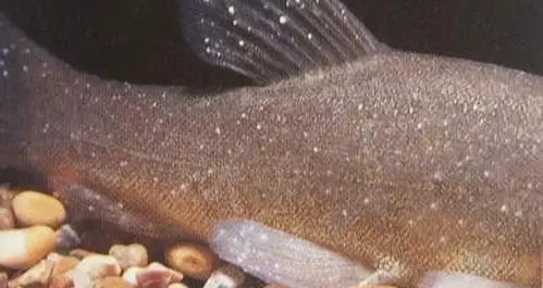 开春后小瓜虫肆虐,鱼类养殖致死率高达70%,该如何防治与治疗