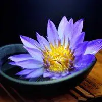 蓝莲花高清头像图片_微信头像图片大全