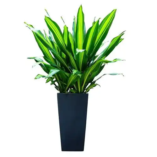 诺耕 金边巴西铁 也门铁 香龙血树 ,绿植盆栽,室内花卉 观叶植物盆栽