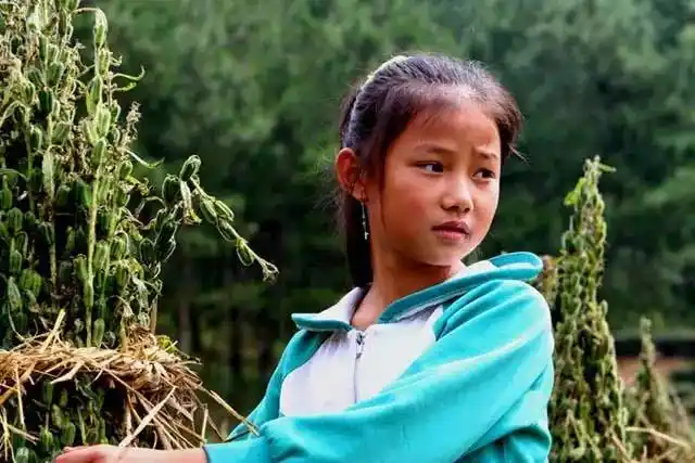 收芝麻,打芝麻,你还记得吗?